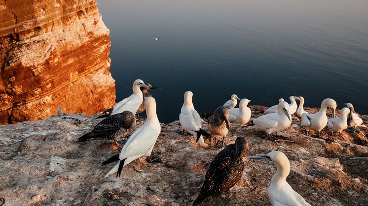 Helgoland © Frame and Work / DZT Copenhagen 