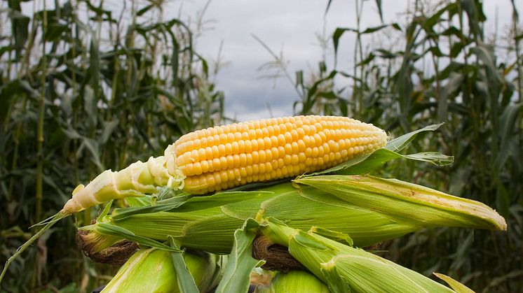 Økologisk produksjon av mais gir like store, eller større avlinger, enn konvensjonell produksjon, viser nyere forskning fra Iowa State University. Foto: Erik Røed / Økologisk Norge
