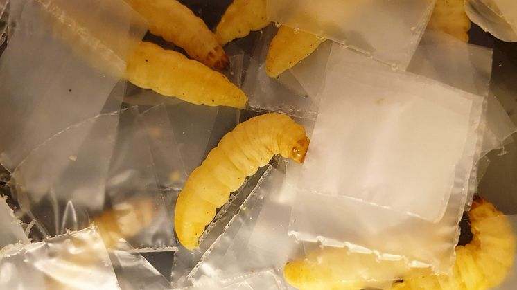 Plastätande larver, foto Norbite..jpg