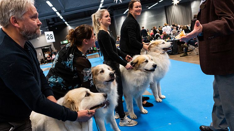 Historia skrevs på MyDOG 2020