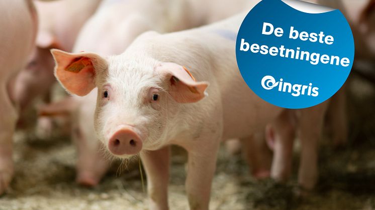 De beste besetningene