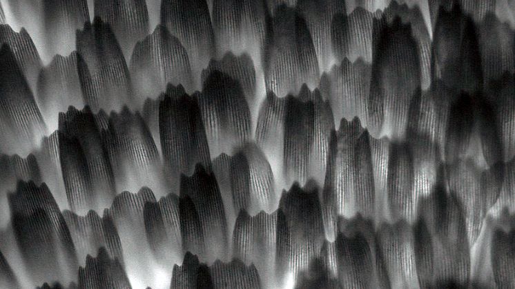 Tusentals fjäll täcker en fjärils kropp och vingar, som takspån på ett tak, arrangerade i rader. Storleken på fjällen är ungefär en tjugondels millimeter. Mikroskopfoto: Emy Tremblay & Miguel Montoro Girona. 