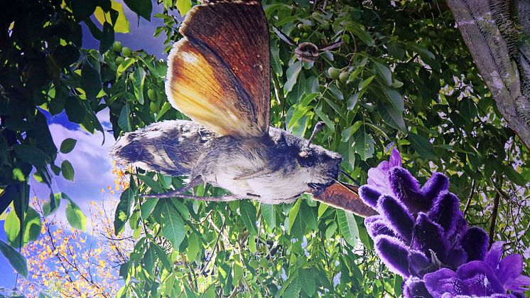Blick in die Ausstellung - Carolas Garten - Yadegar Asisi (1)