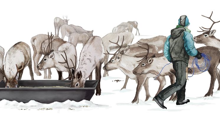 Stödutfodring av renar. Illustration: Juliana D. Spahr