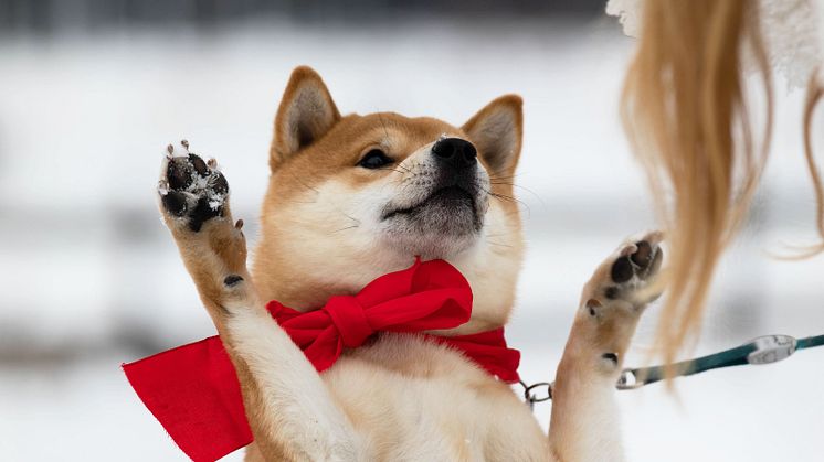 Shiba som gör tricks 