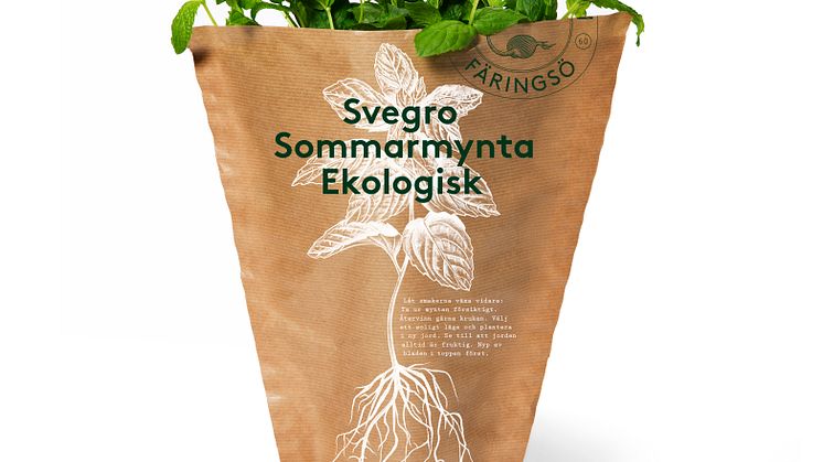 Sommarmynta