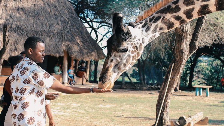 Rejser til Kenya – kombinér badeferie med safari hos Africa Tours