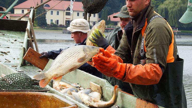 Wermsdorfer Fischer beim traditionellen Abfischen - Foto: Lutz Abitzsch