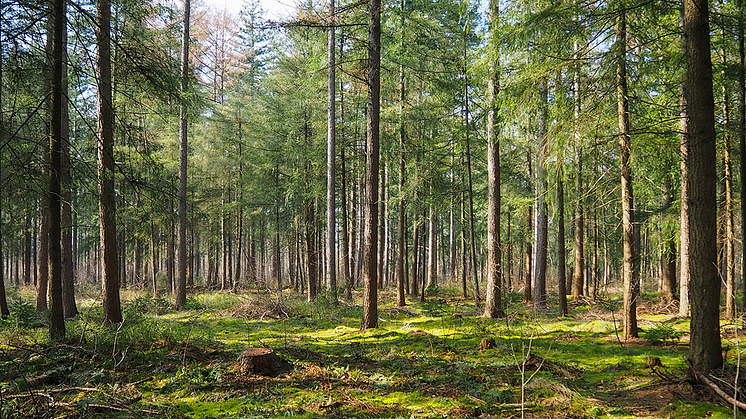 Wistrand biträder Mayr-Melnhof Holz vid förvärvet av sågverksgruppen Bergkvist-Siljan