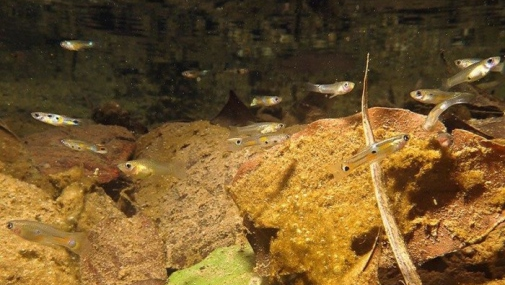 Guppyfiskar. Foto: Paul Bentzen