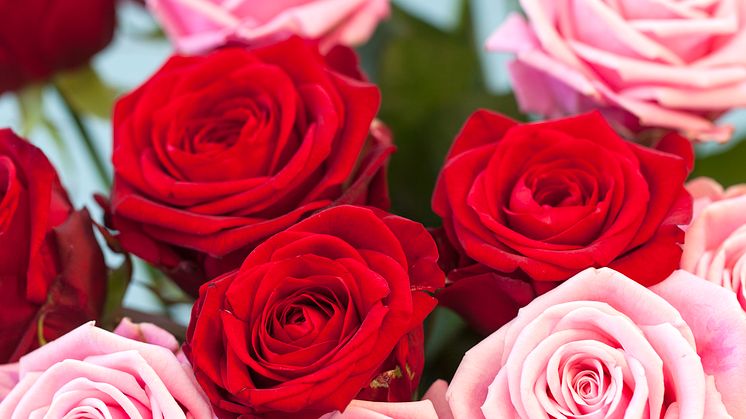 Bukett med rosa och röda rosor