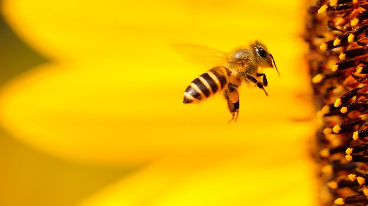 IPBES opens our eyes to the threat against biodiversity – wins the WIN WIN Gothenburg Sustainability Award 2020
