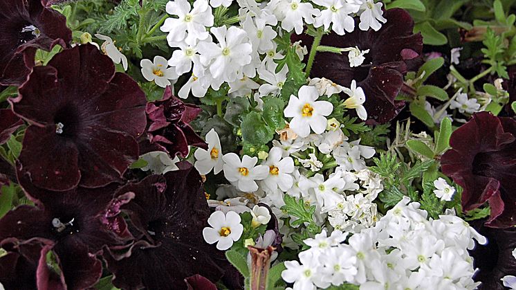 Black & White Petunia och Verbena