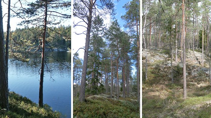 Miljöbilder från Öjersbyn, sluttning ner mot Dammtjärnen
