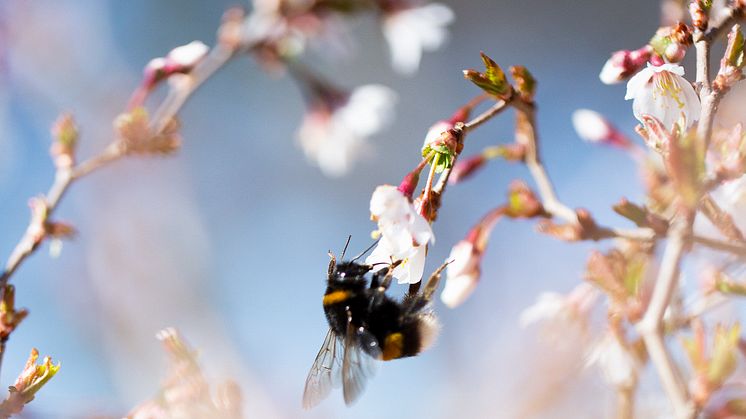 Humla hämtar nektar och pollen i ett fruktträd.
