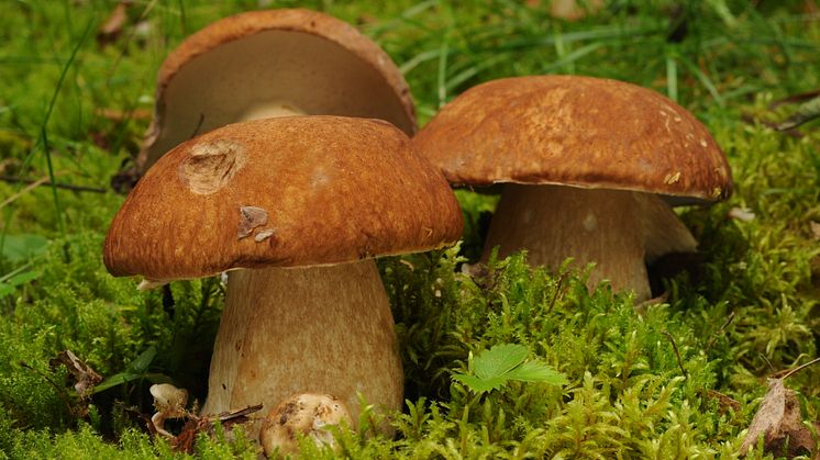 Svampen utlovar guldläge i höst