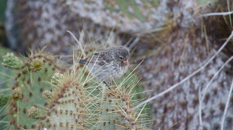 Small Ground Finch