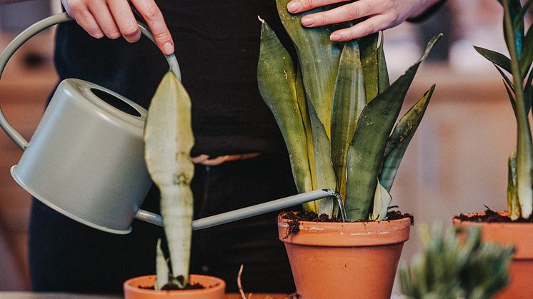 Floragard_Sukkulenten pflanzen