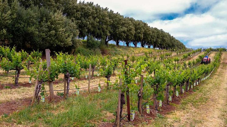 I thought it was pretty and that I could make some good wine.  — RANDY DUNN (on why he decided to farm on Howell Mountain)