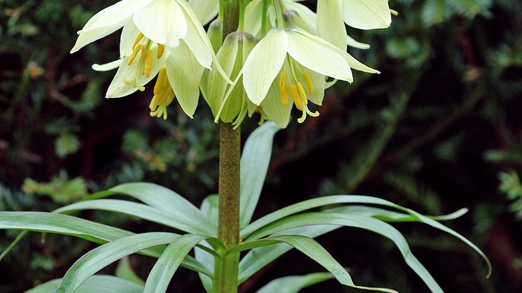 Fritillaria Raddeana 