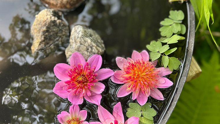 Årets Victoriadahlia 2025 - ’Starburst Pink’
- en Anemonblommig Sommardahlia som det påtagligt sprakar om.