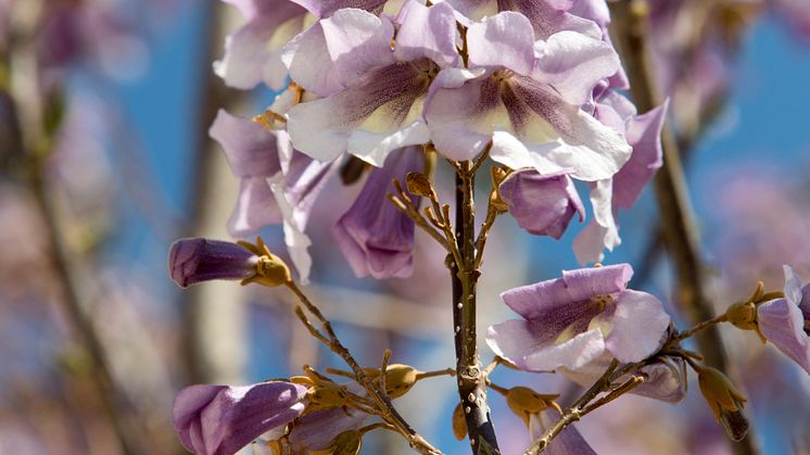 Kejsarträd, Paulownia fortunei ’Minfast’. Foto Drago Prvulovic