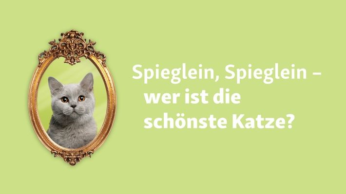 Fressnapf sucht die schönste Katze Deutschlands.jpg