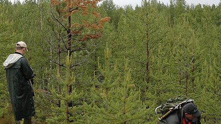 Bättre rapportering av skogsskador i sikte