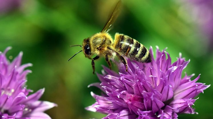 Bin är viktiga pollinerare som betyder mycket för bland annat frukt- och bärodling. Foto: Pixabay