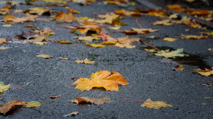  De närmaste dagarna väntas mycket regn