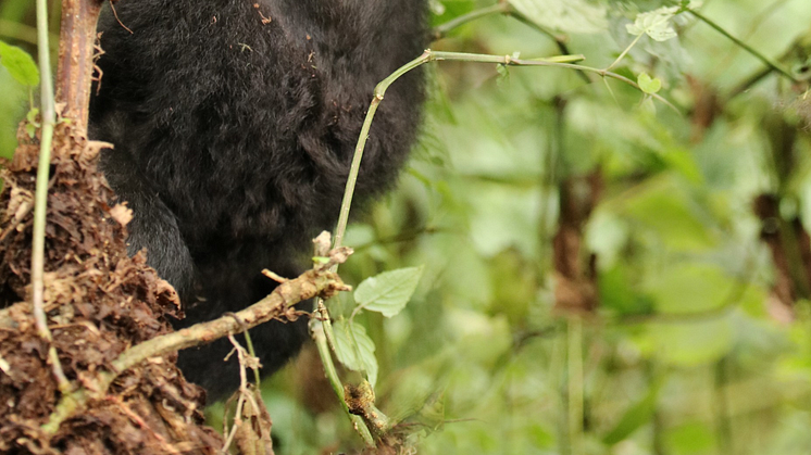 Die Kompensation erfolgt für ein Klimaschutzprojekt in Ruanda, das u. a. den Lebensraum für Berggorillas erhält. (Bildquelle: myclimate)