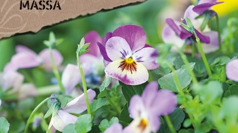 Tjuvstarta våren med Blomsterlandets trädgårdsmässa!