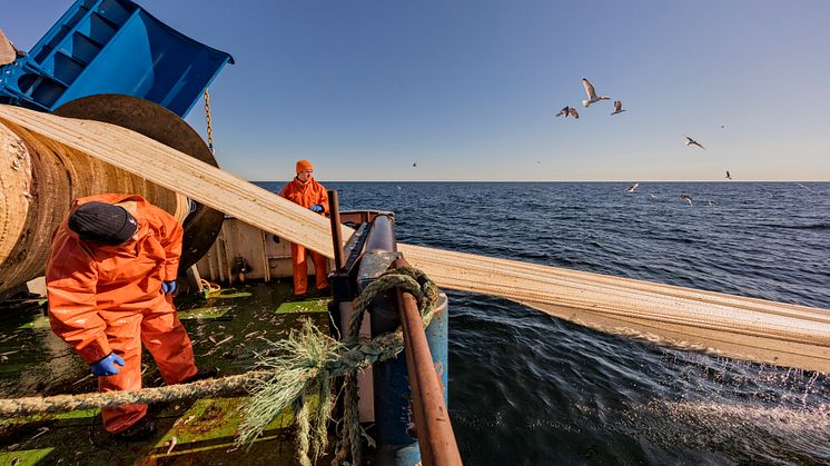    Oro för miljön får svenskarna att byta kost - samtidigt som priset är avgörande 