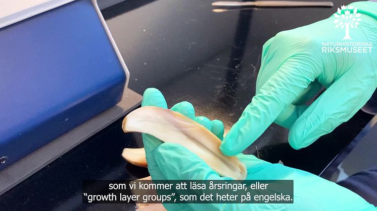 Film - så här åldersbestämmer man en späckhuggare