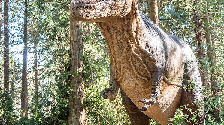 Knuthenborg Safaripark:  Dinosaurier-Wald- Trex2