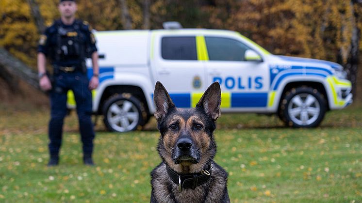 Årets polishund Izor tillsammans med sin förare Erik Karlsson. Foto: Måns Engelbrektsson