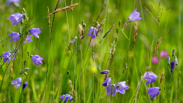 Äng med liten blåklocka. Linnés Råshult, Småland. Foto: Mats Wilhelm/ Naturfotograferna / IBL Bildbyrå
