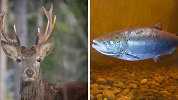 Pressinbjudan: Vilt & Fisk på SLU
