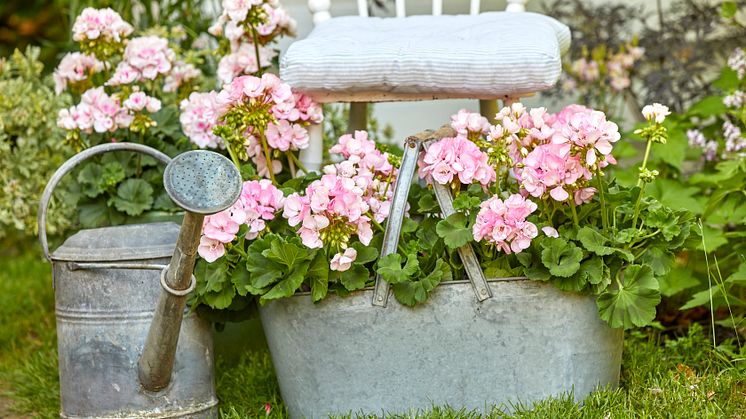 Plantera ett gäng med härliga pelargoner till mor. Foto: Pelargonium for Europe