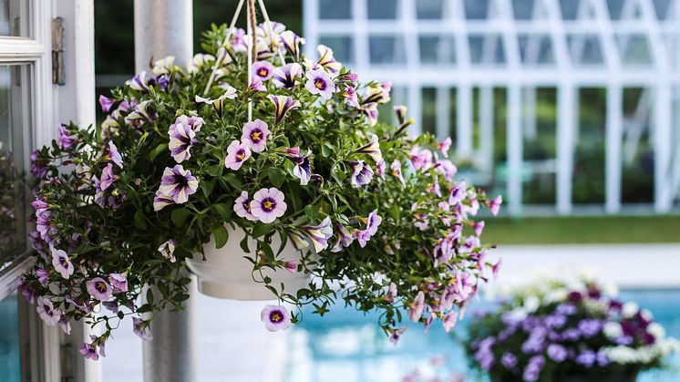 Här hittar du svaren på de vanligaste frågorna om sommarblommor. Foto: Hanna Wendelbo