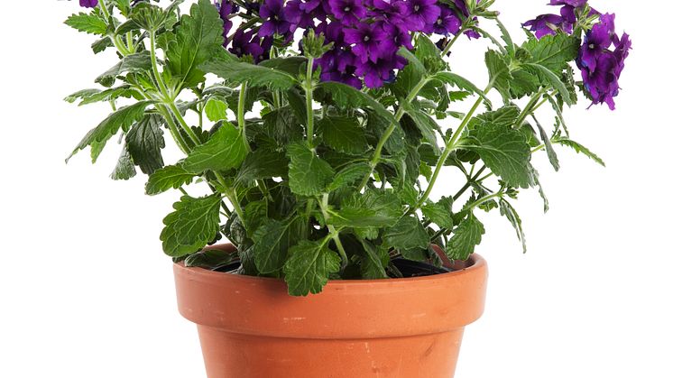 Trädgårdsverbena