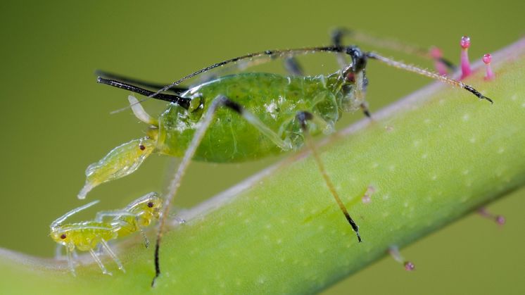 08_Aphid_live birth_Neudorff.jpg