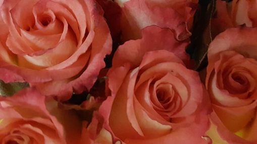 Blumen der Liebe lassen Herzen höherschlagen