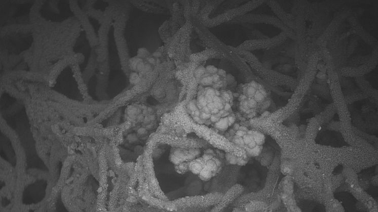 Bakterier, arkeer och eukaryoter lever där vatten cirkulerar i berggrunden och finns kvar som fossil i miljontals år. Bilden visar bakterier som växer på svampmycel.