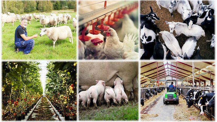 Det förslag på utformning av krisstöd som Jordbruksverket tagit fram fokuserar på de produktionsgrenar som drabbats extra hårt av kostnadsökningar. Foton: Scandinav Bildbyrå