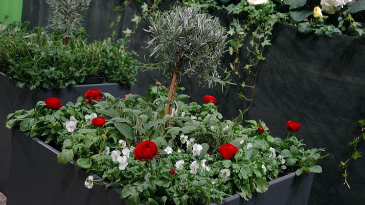 Utplantering 2