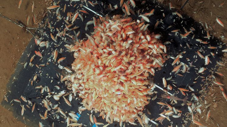 Amphipods scavenging on herring bait on the seafloor in Rijpfjorden. Svalbard”. (Photo: Andrew Sweetman and Kathy Dunlop)