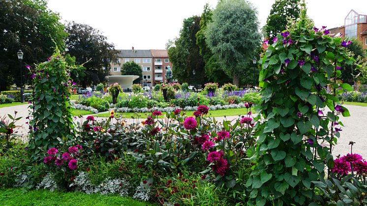 Uddevalla är platsen för en större kongress för stadsträdgårdsmästare och alla andra som arbetar med gröna frågor i kommuner från onsdag 31 augusti till fredag 2 september. Här syns Margretegärdeparken i Uddevalla, en av stadens gröna oaser.