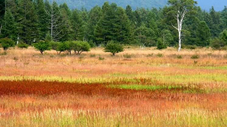 Autumnal leaves of Odashirogahara Marshlands