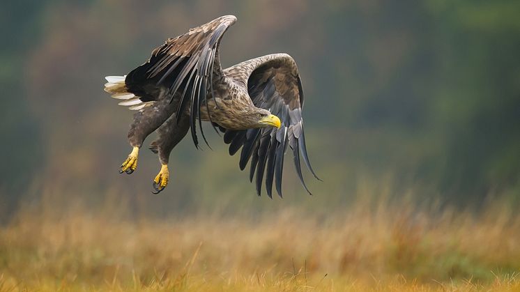 Havsörnen har tidigare varit utrotningshotad men numera är det inte ovanligt att se havsörn till och med i stadsnära miljöer. 